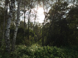 В лесу (без HDR)
